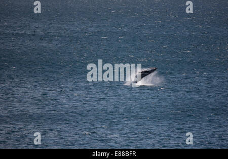 Unico Humpback Whale facendo un corpo pieno violazione fuori dall'acqua Foto Stock