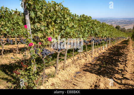 Buon per il prelievo di uve mature con rose all inizio del vigneto in Italia noto per il Brunello di Montalcino Foto Stock