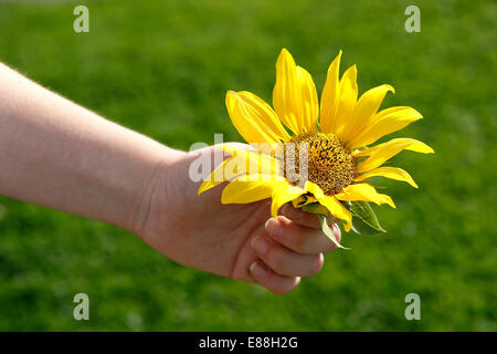 Piccola ragazza detiene il bellissimo girasole nella fotocamera Foto Stock