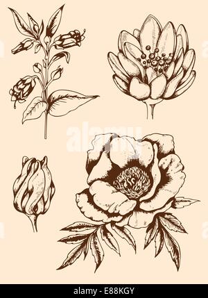 Set di vector vintage disegnati a mano fiori Illustrazione Vettoriale