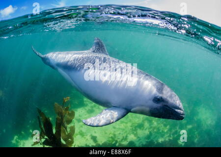 Adulto Peale i delfini (Lagenorhynchus australis), subacquea in acque poco profonde vicino alla nuova isola, Isole Falkland, REGNO UNITO Foto Stock