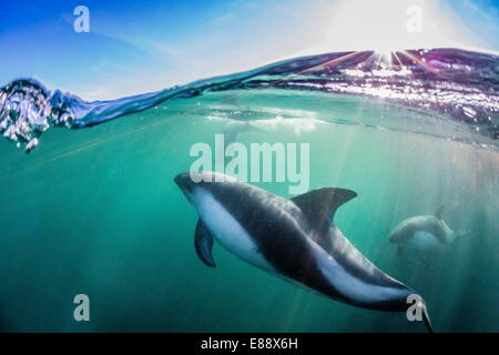Adulto Peale i delfini (Lagenorhynchus australis), subacquea in acque poco profonde vicino alla nuova isola, Isole Falkland, REGNO UNITO Foto Stock