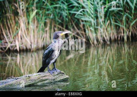 Cormorano (Phalacrocorax carbo) capretti, in piedi su un ramo caduto, Rotter-meren, Paesi Bassi (Olanda), Europa Foto Stock