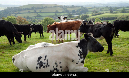 Llandovery, Carmarthenshire, Wales UK. Il 2 ottobre 2014. Bovini di rilassarsi in un campo sunfilled su una fattoria Carmarthenshire. Gloriosamente caldo diventerà più tipicamente autunnale da sabato come pioggia, vento e le temperature dello scambiatore di calore si muovono in Gran Bretagna. Kathy deWitt/Alamy Live News Foto Stock