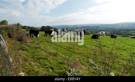 Llandovery, Carmarthenshire, Wales UK. Il 2 ottobre 2014. Vacche rilassarsi in un campo sunfilled su una fattoria Carmarthenshire. Gloriosamente caldo diventerà più tipicamente autunnale da sabato come pioggia, vento e le temperature dello scambiatore di calore si muovono in Gran Bretagna. Kathy deWitt/Alamy Live News Foto Stock