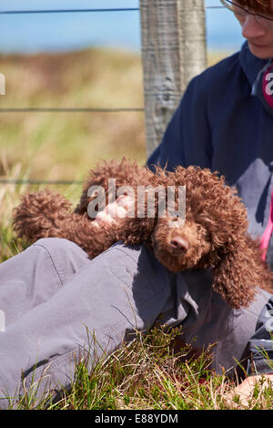 Una femmina di escursionista seduti con il loro cane mentre fuori su una passeggiata in campagna. Foto Stock