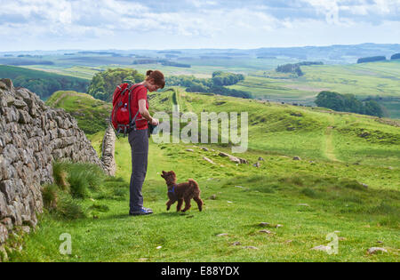 Un escursionista a piedi il loro cane al Vallo di Adriano in Northumberland, Inghilterra del Nord Est. Foto Stock