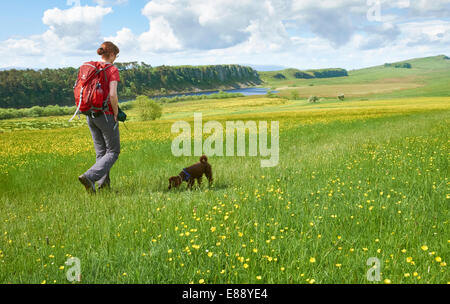 Un escursionista a piedi il loro cane al Vallo di Adriano in Northumberland, Inghilterra del Nord Est. Foto Stock
