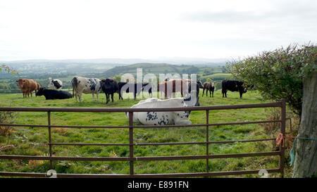 Bovini di rilassarsi in un campo sunfilled su una fattoria Carmarthenshire in autunno vicino a Llandovery, Carmarthenshire, Wales UK KATHY DEWITT Foto Stock