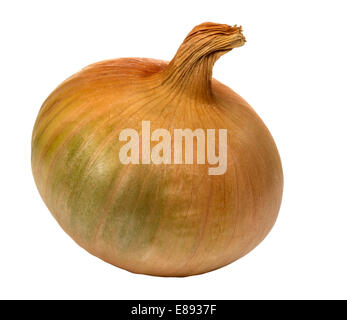 Onion isolato su uno sfondo bianco Foto Stock