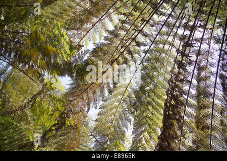 Foglie di palmo girato dal di sotto Foto Stock