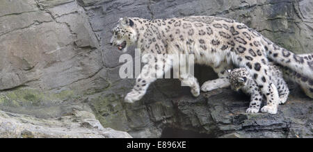 I leopardi delle nevi, madre e cub, saltando da un gap in battuta Foto Stock