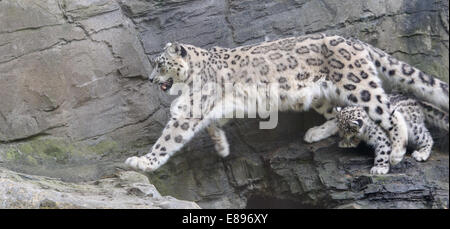 I leopardi delle nevi, madre e cub, saltando da un gap in battuta Foto Stock