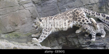 I leopardi delle nevi, madre e cub, saltando da un gap in battuta Foto Stock