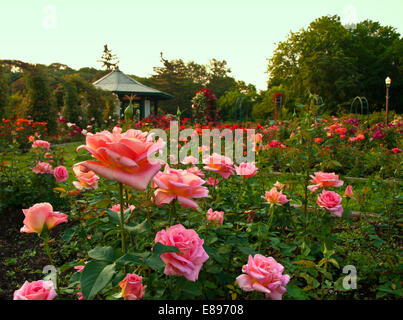 Formale di rose garden Foto Stock