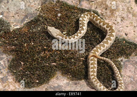 I capretti becchi lunghi viper ( Vipera ammodytes ) crogiolarvi al sole su una pietra ricoperta di muschio Foto Stock