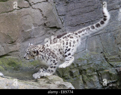 Snow Leopard cub compie un salto oltre un gap in una battuta. Foto Stock