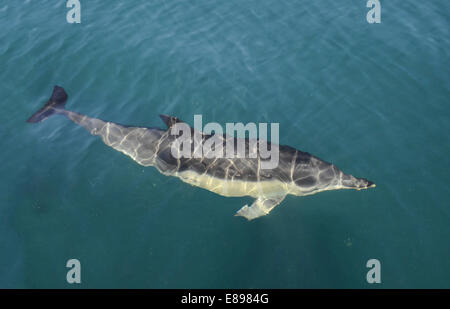 A breve becco delfino comune - Delphinus delphis Foto Stock