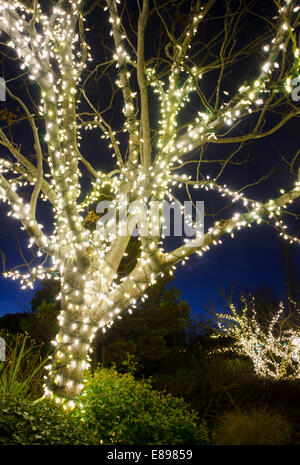 Alberi esterni sono state decorate con luci bianche e sparato contro un cielo blu brillante per la prossima stagione di vacanze. Foto Stock