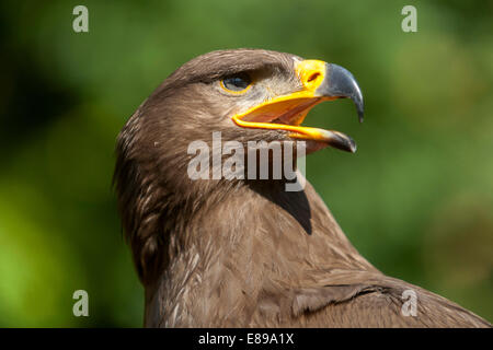 Steppa eagle - Aquila nipalensis Foto Stock