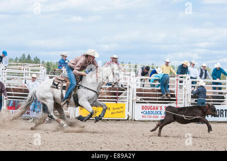 Calf roping, Caroline Stampede, rodeo, Caroline, Alberta, Canada Foto Stock