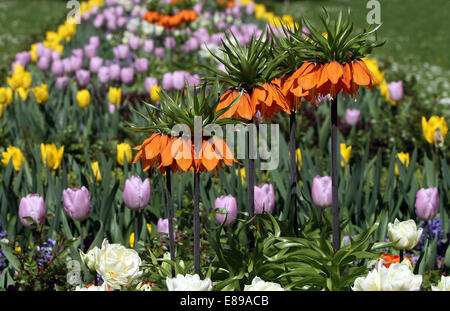 Berlino, Germania, aiuola con corone imperiale e tulipani Foto Stock