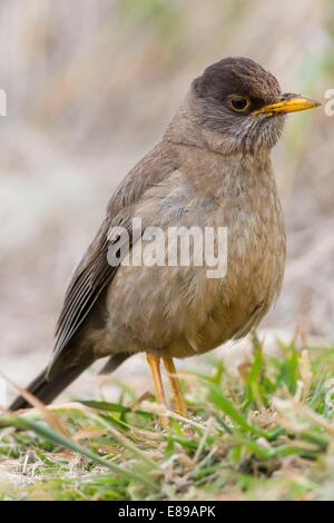 Un Tordo Falkland in piedi sul suolo. Foto Stock