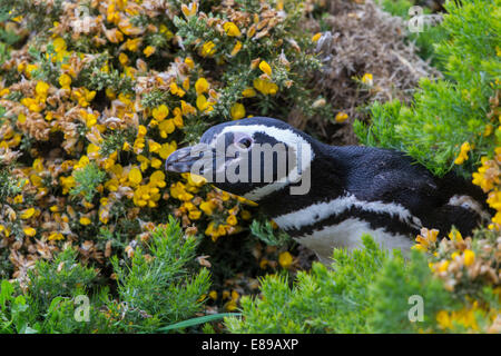 Un Magellanic Penguin del peering fuori dall'estate gorse Foto Stock