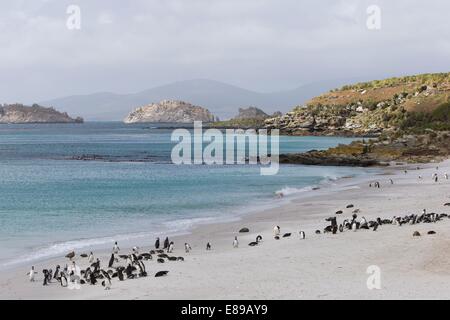 Una vista su una baia sul Isalnd carcassa a metà estate con i pinguini sulla spiaggia. Foto Stock