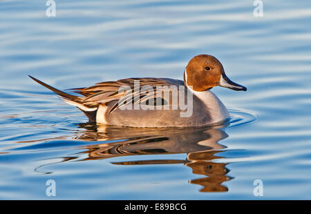 Voce maschile Pintail Duck a una nuotata in un stagno su un bel pomeriggio. Foto Stock