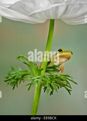 Ranocchio verde siede su foglie al di sotto di un fiore bianco. I petali di colore bianco del fiore agiscono come una tettoia per questa incantevole piccola rana. Foto Stock