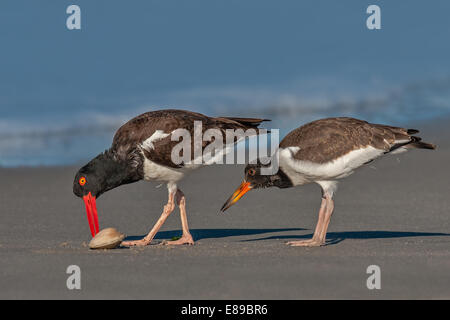 Un American Oystercatcher giovane osserva attentamente il genitore apertura di un mordente per la prima colazione. Foto Stock