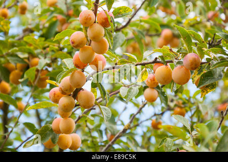 Mirabelle prugne su un albero in un riparto Vendee, Francia Foto Stock