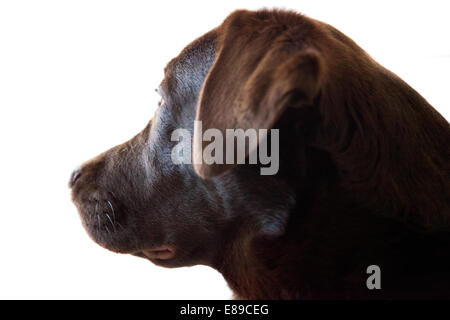 Il cioccolato Labrador Retriever femmina adulta cane ritratto Foto Stock