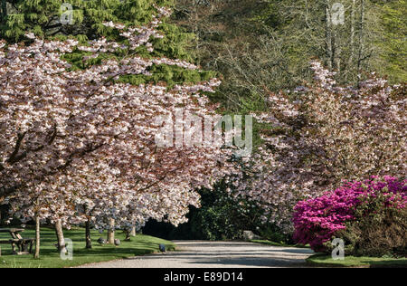 Un viale di ciliegi in piena fioritura in primavera nei giardini una volta famosi della tenuta di Trevarno, Helston, Cornovaglia, Regno Unito, ora chiuso al pubblico Foto Stock