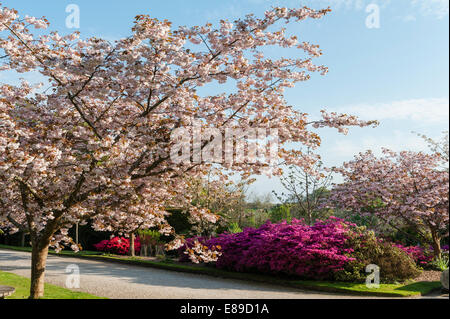 Un viale di ciliegi in piena fioritura in primavera nei giardini una volta famosi della tenuta di Trevarno, Helston, Cornovaglia, Regno Unito, ora chiuso al pubblico Foto Stock