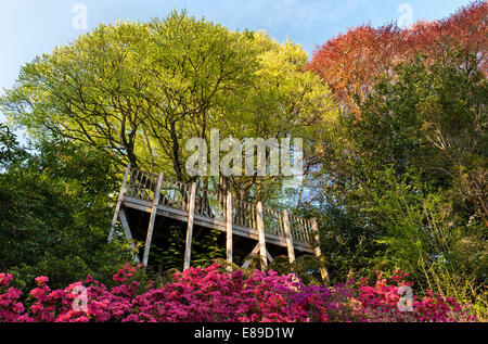 I giardini una volta famosi della tenuta di Trevarno, Helston, Cornovaglia, ora in mani private e chiusi al pubblico. La piattaforma di visualizzazione in primavera Foto Stock