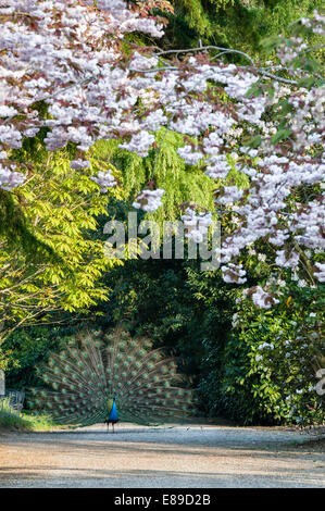 Un pavone esposto sotto un ciliegio fiorito in primavera nei giardini della tenuta di Trevarno, Helston, Cornovaglia (ora chiuso al pubblico) Foto Stock