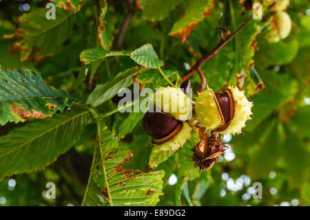 Conkers su un albero di castagno cavallo Foto Stock