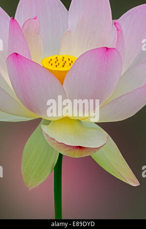 Sacro Lotus blossom (Nelumbo nucifera) fiore contro un dolce sottofondo. Il sacro fiore di loto oltre ad essere una splendida fioritura acquatico pianta, che è stato coltivato in Asia orientale per più di tremila anni fa ed è stato usato come cibo e medicine. Foto Stock