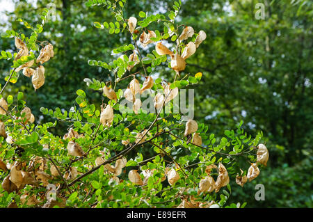 Ramo della vescica Senna arbusto Foto Stock