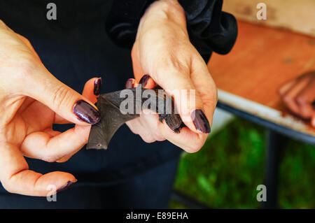 Pipistrelle comune tenuto nel palmo della mano, REGNO UNITO Foto Stock