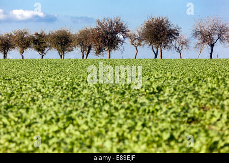 Paesaggio rurale, campo e vicolo di mela Foto Stock