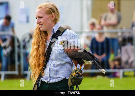 Display di falconeria a campagna live show, Londra England Regno Unito Regno Unito Foto Stock