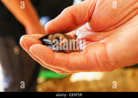 Pipistrello marrone a lunga piuma tenuto nel palmo della mano Foto Stock