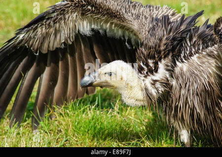 Primo piano di griffon avvoltoio (Gips fulvus) Foto Stock