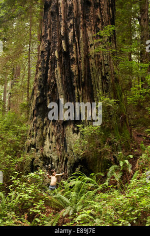 Ragazzo in piedi nella parte anteriore del gigantesco albero di sequoia Foto Stock