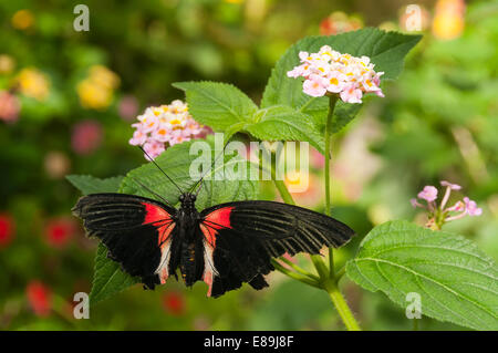 Elk203-6383 Canada, Alberta, Calgary, lo Zoo di Calgary, Butterfly House, butterfly Foto Stock