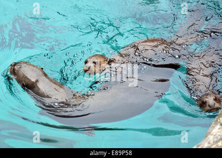 Singapore. 2 Ottobre, 2014. Lontre Giganti nuotare a Singapore River Safari in Singapore, Ottobre 2, 2014. Riserva Faunistica di Singapore (WRS) sono allevati oltre 400 animali neonati al Parco degli Uccelli di Jurong, Night Safari, Safari sul fiume e Singapore Zoo da gennaio ad agosto 2014. La Giornata mondiale dell'animale sarà celebrata il 4 ottobre. Credito: Quindi Chih Wey/Xinhua/Alamy Live News Foto Stock