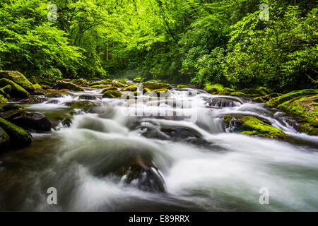 Le cascate del fiume Oconaluftee, a Great Smoky Mountains National Park, North Carolina. Foto Stock